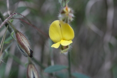 Crotalaria priestleyoides